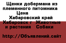 Щенки добермана из племенного питомника › Цена ­ 40 000 - Хабаровский край, Хабаровск г. Животные и растения » Собаки   